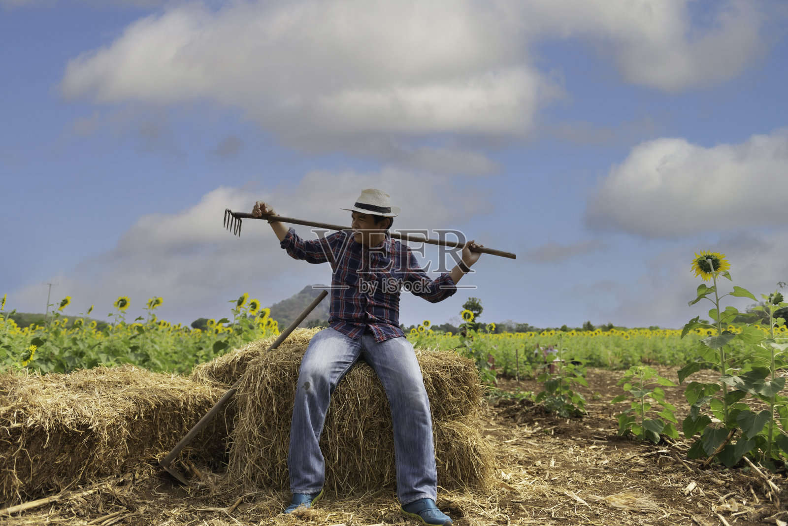 向日葵地里的快乐园丁照片摄影图片