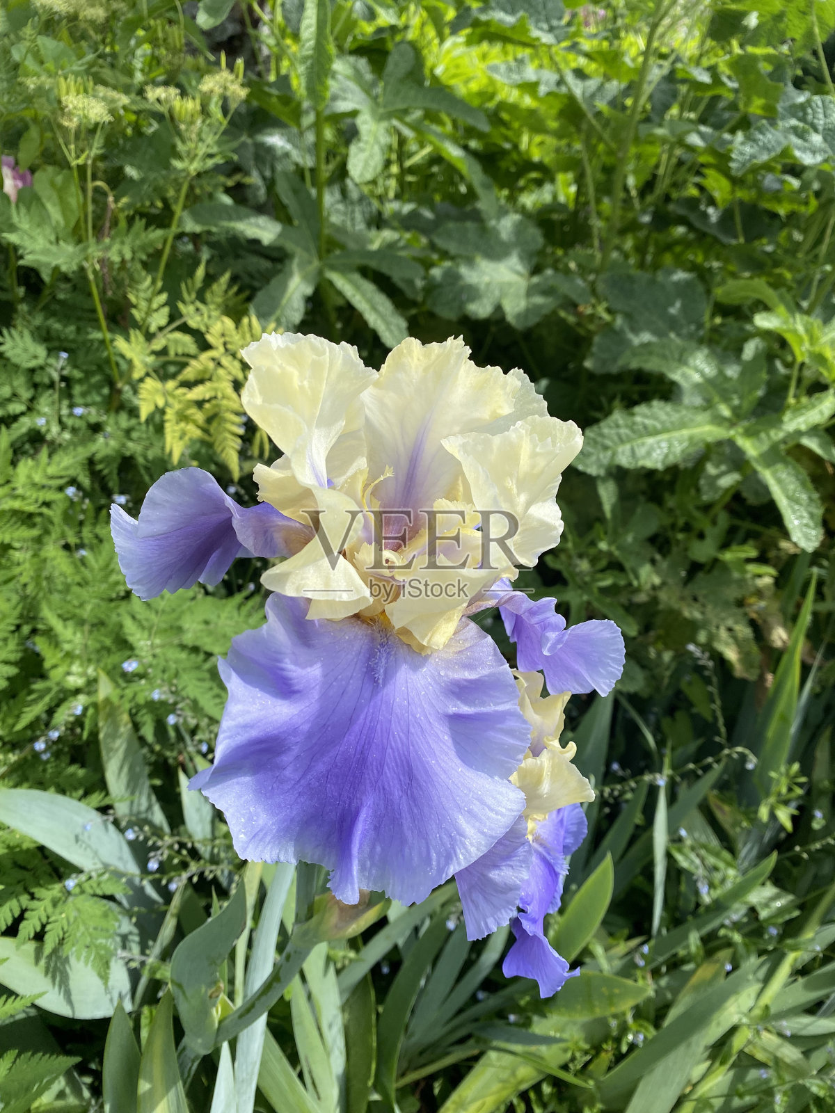 巨大的虹膜照片摄影图片