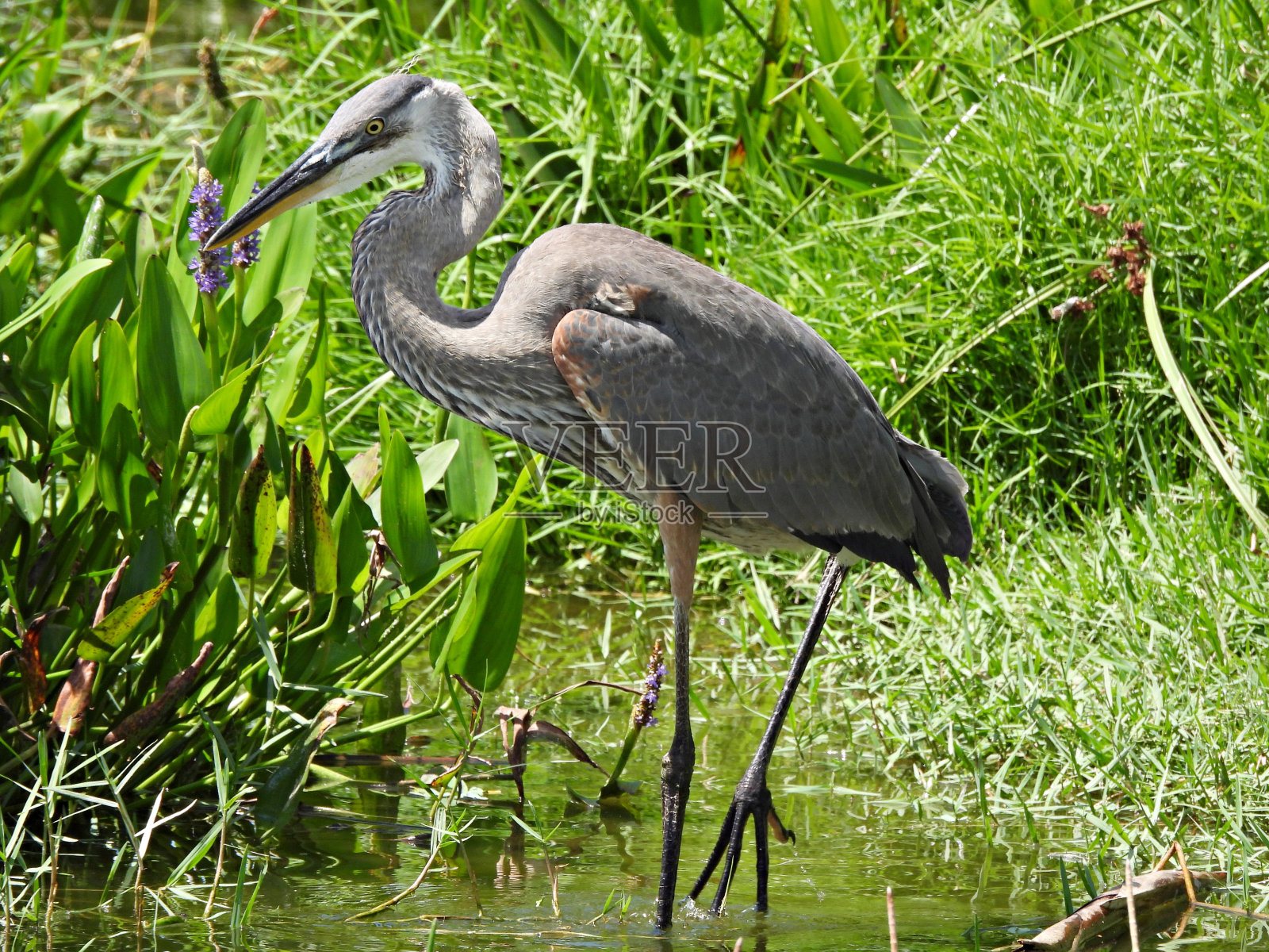 大蓝鹭(Ardea herodias) -在湿地照片摄影图片