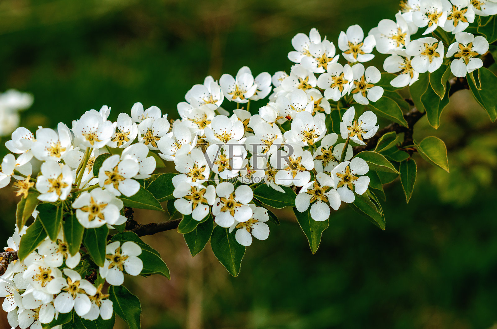 微距照片盛开梨花枝在模糊的背景。白色的花，绿色的叶。春天的概念。照片摄影图片