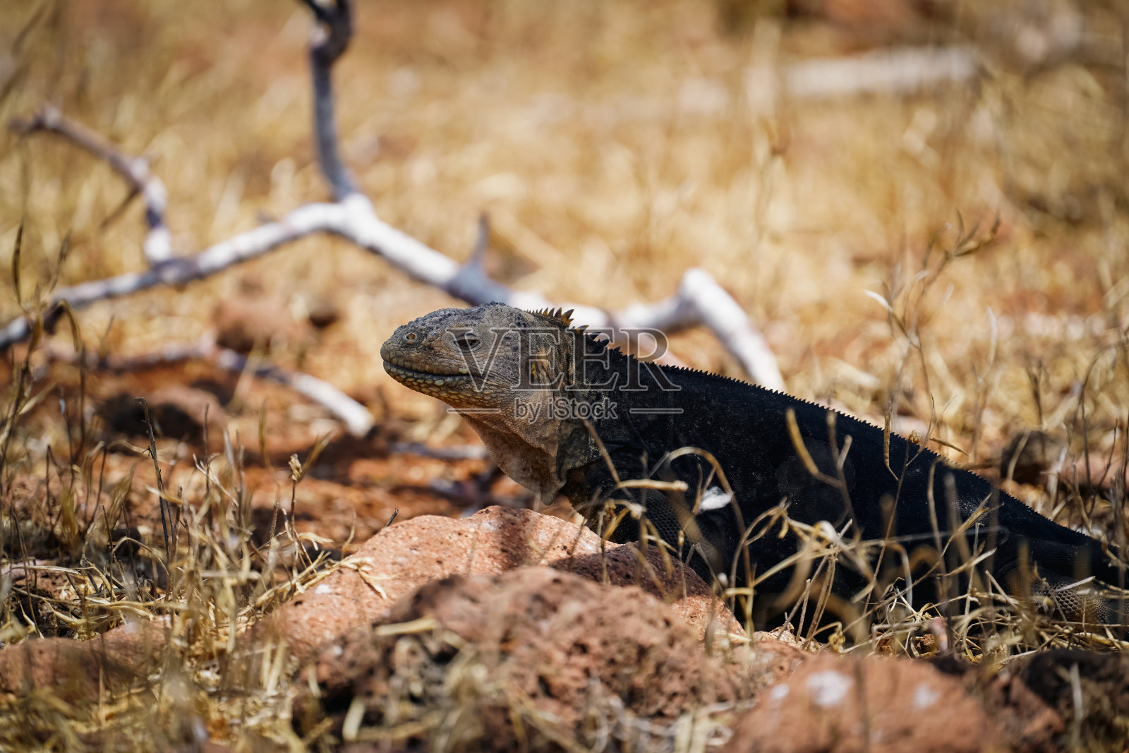 加拉帕戈斯群岛和鬣蜥在北西摩岛的一块岩石上照片摄影图片