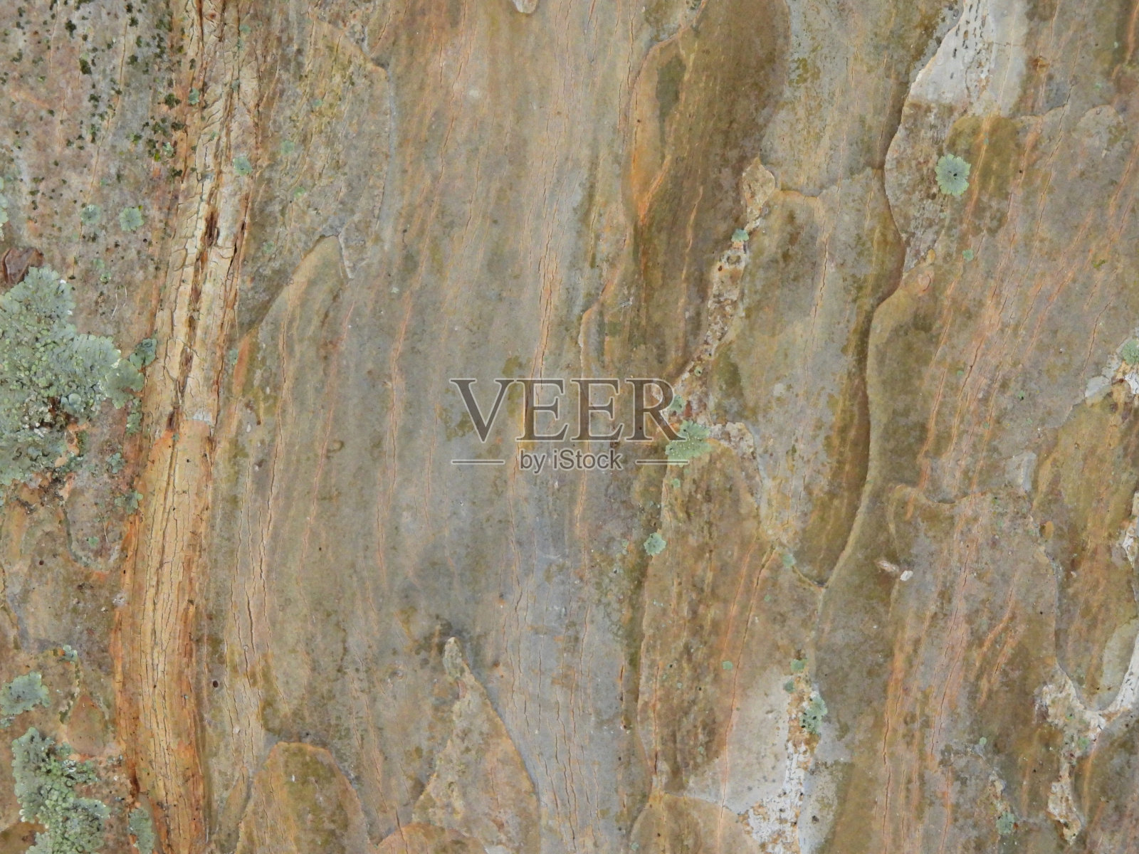 紫薇(紫薇)照片摄影图片