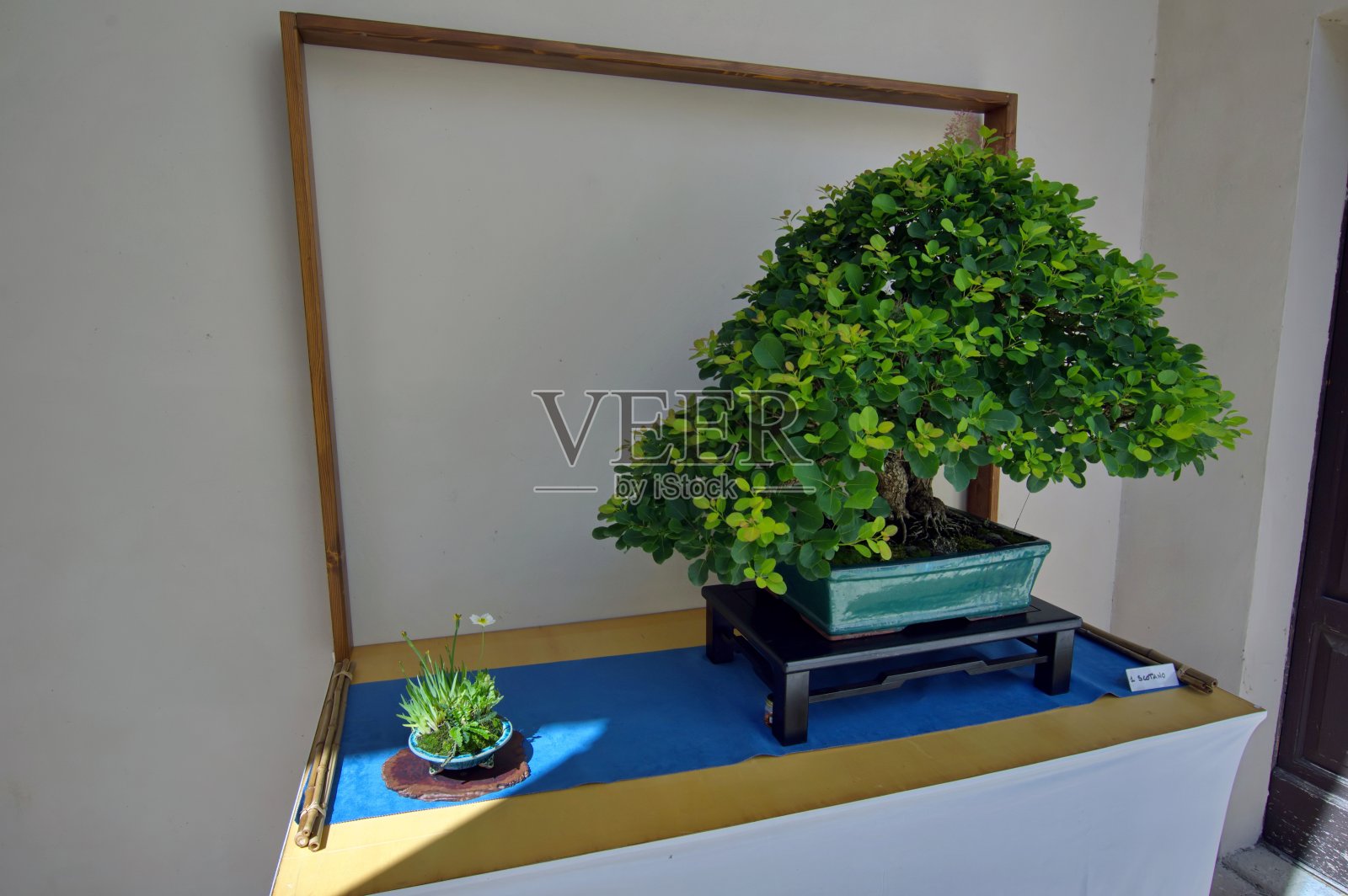 盆景植物特写照片摄影图片