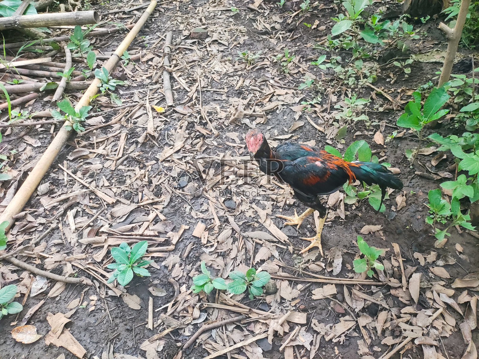 鸡(Gallus Gallus domesticus)是一种大而圆的短翅鸟，由东南亚的红色丛林鸮驯化而来照片摄影图片