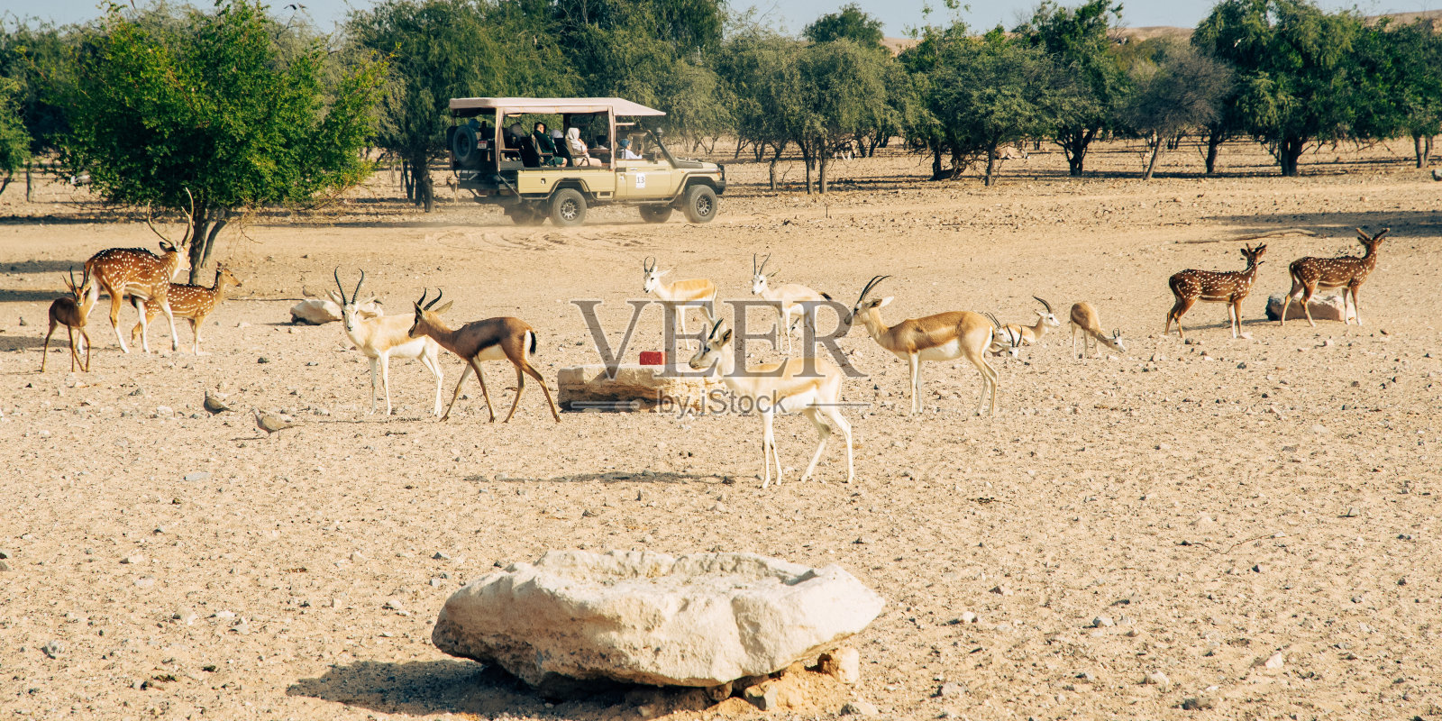 巴尼·亚斯爵士的羚羊照片摄影图片