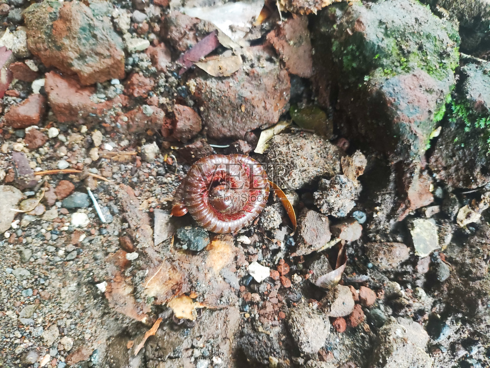 三角杉的近照照片摄影图片