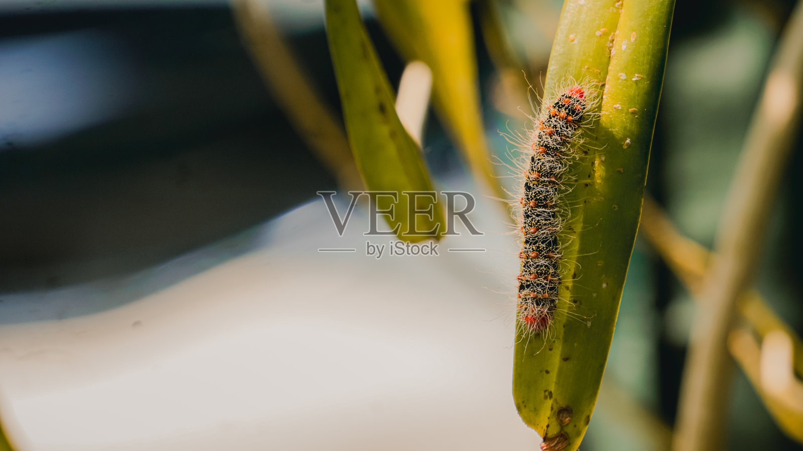 毛毛虫正在吃植物的叶子照片摄影图片