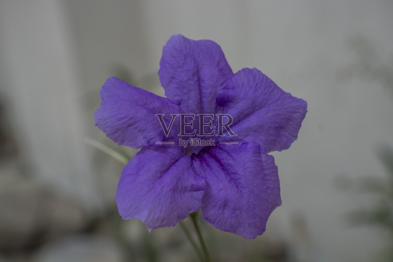 紫色的花照片摄影图片