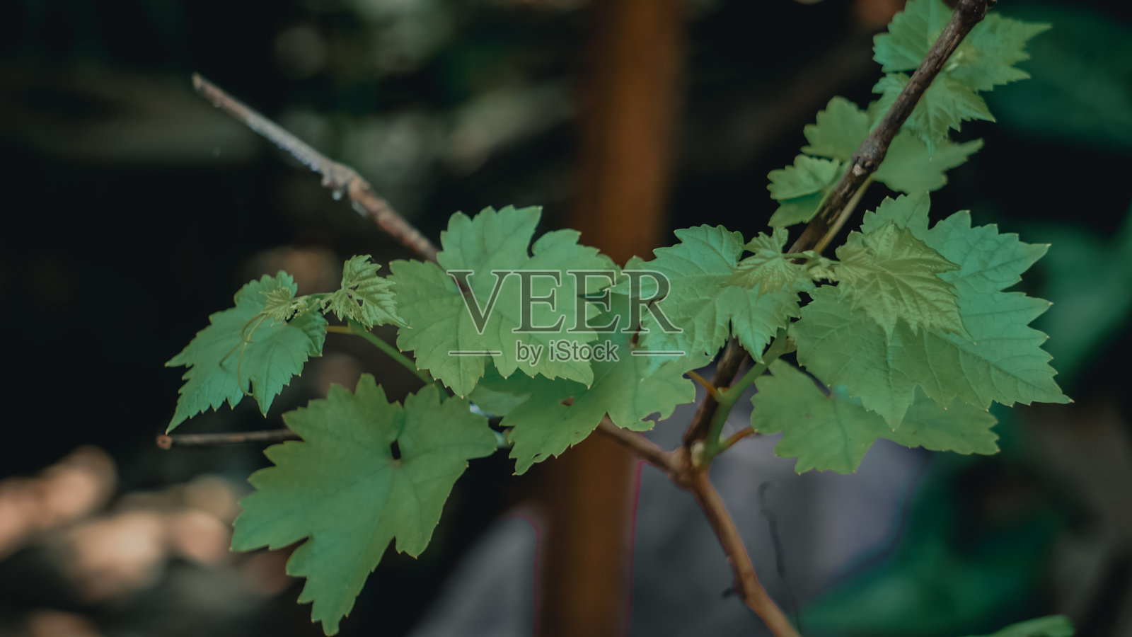 茂密的多叶藤蔓生长茂盛照片摄影图片