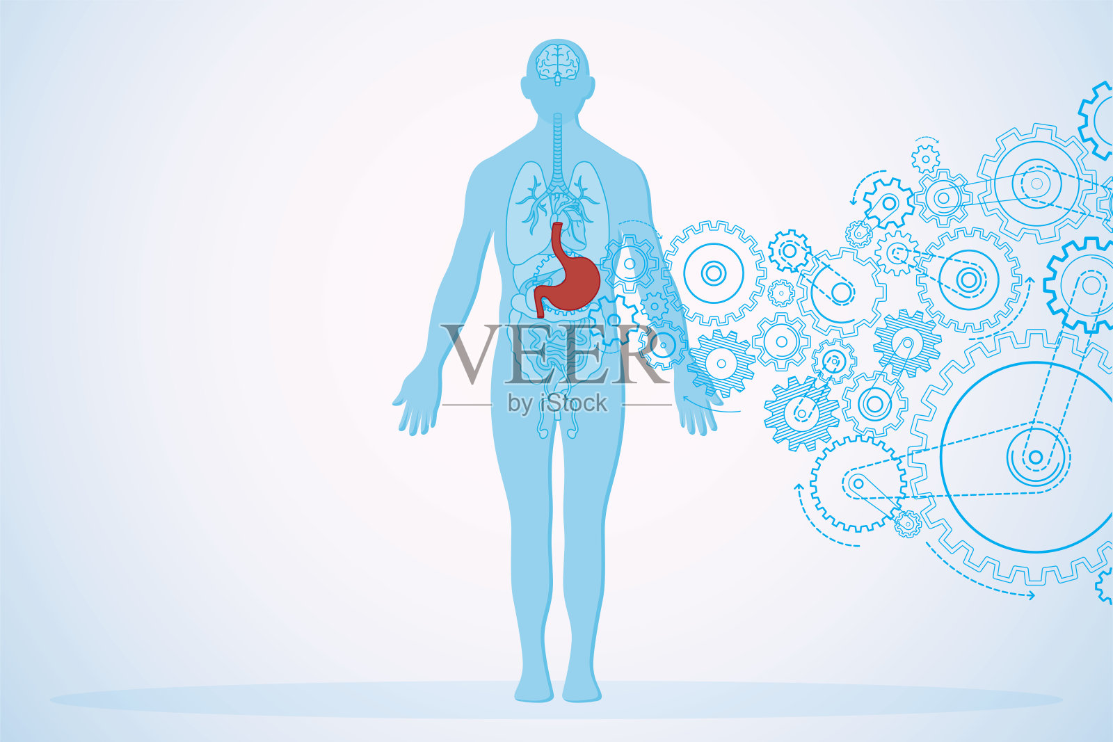 胃健康与人体解剖学的转折插画图片素材