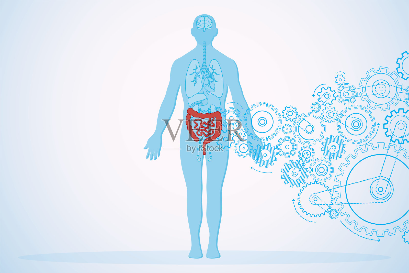 肠道健康和人体解剖学与齿轮插画图片素材