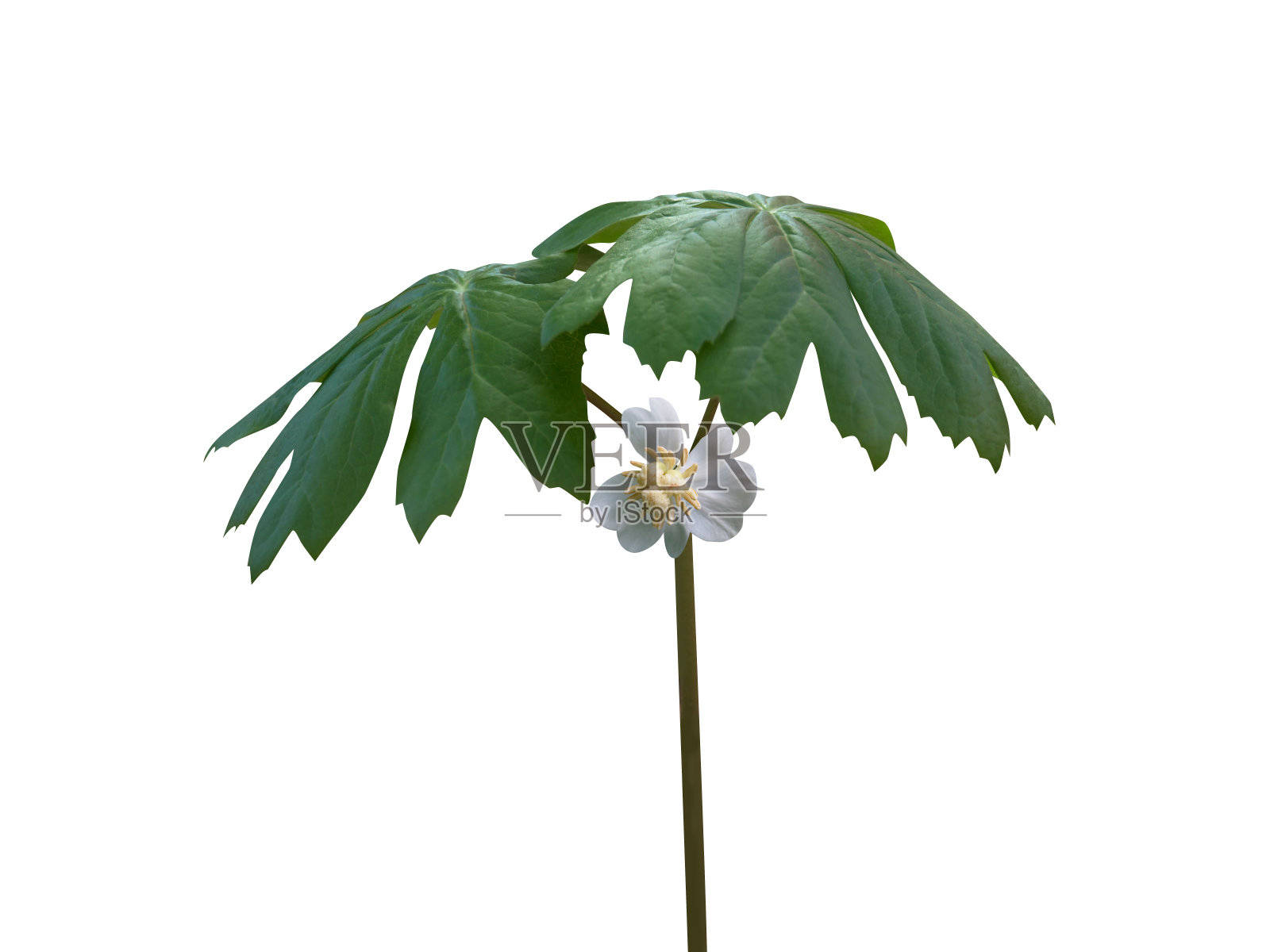 Sinopodophyllum hexandrum照片摄影图片