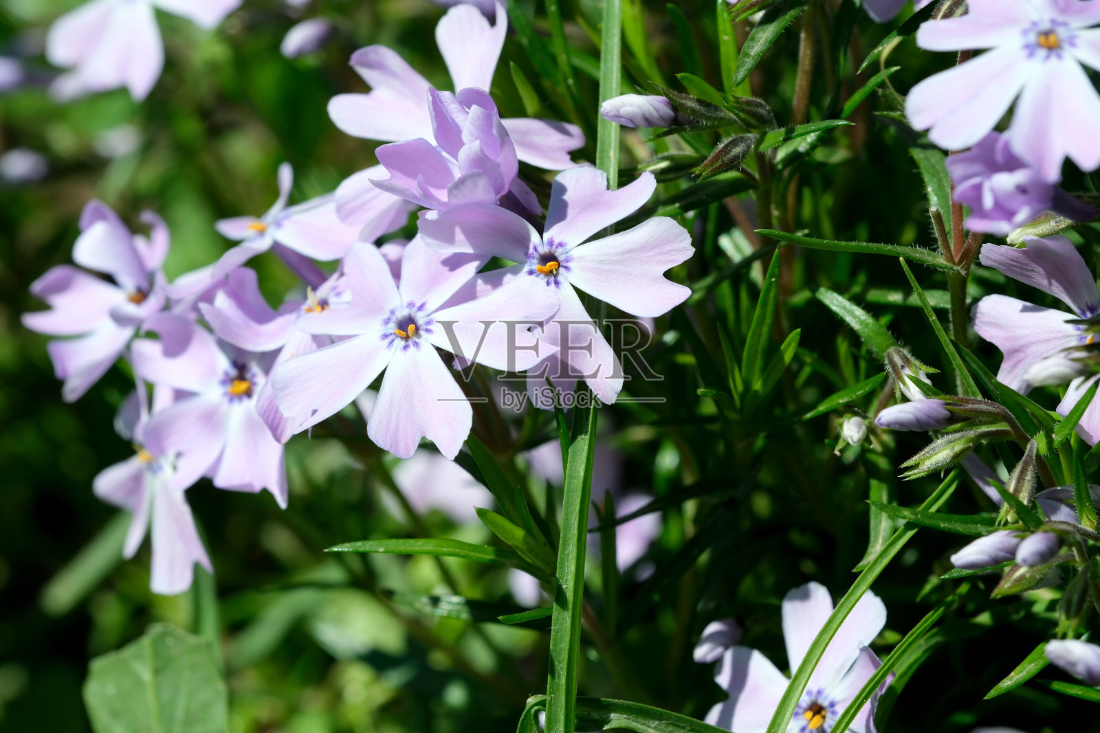 美丽的春花生长在花园的花坛上照片摄影图片