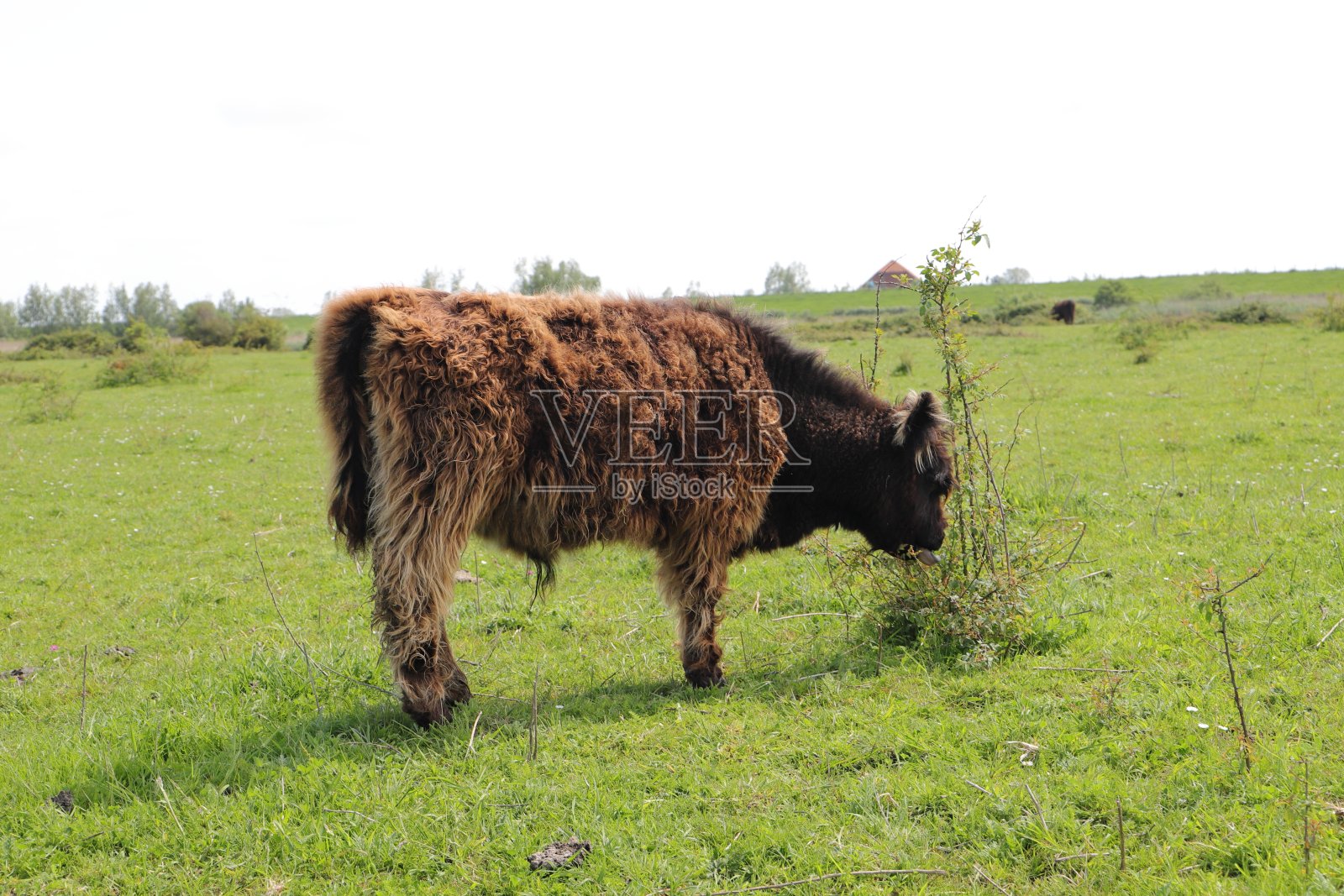 苏格兰高地牛照片摄影图片