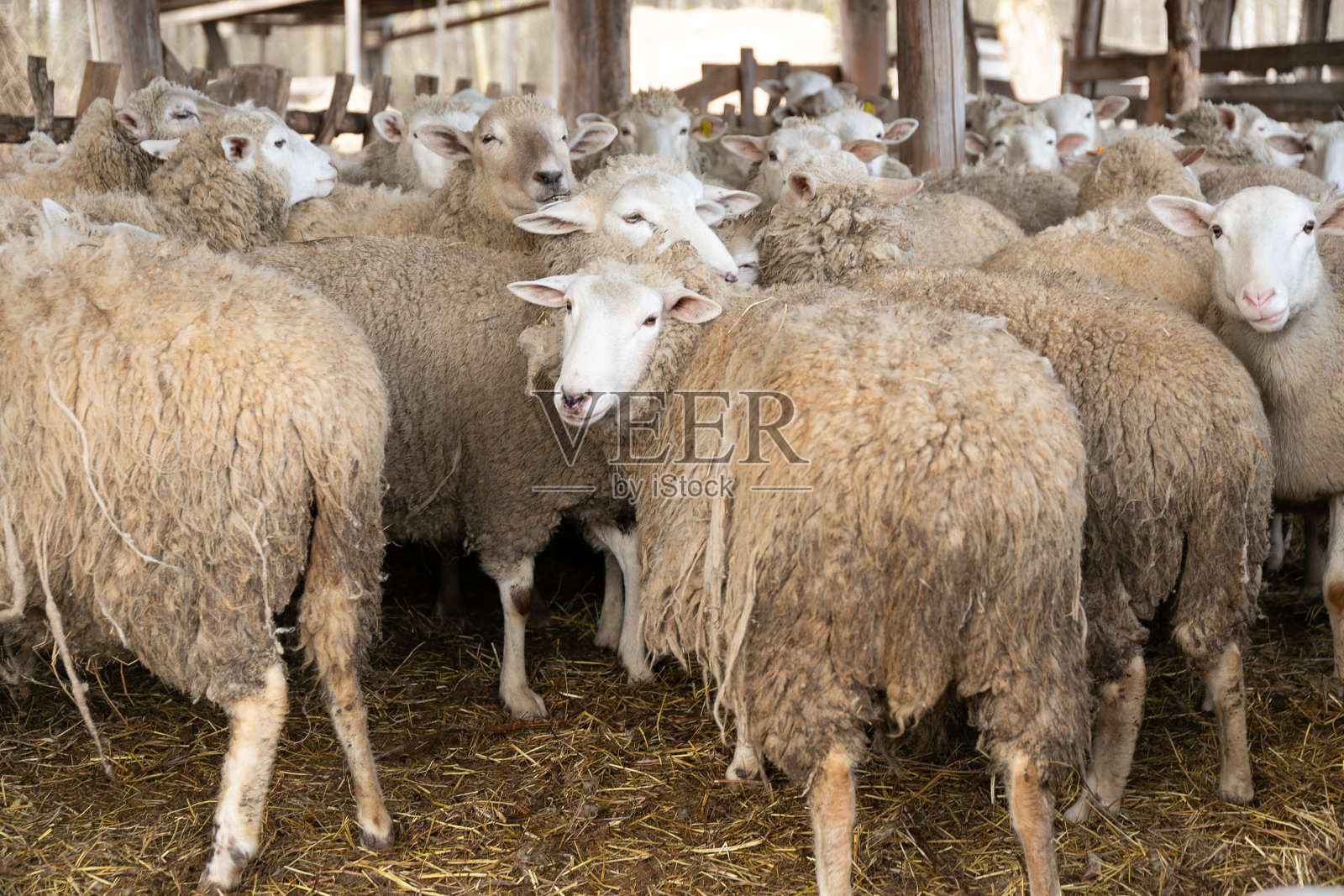 一群羊站在一起照片摄影图片