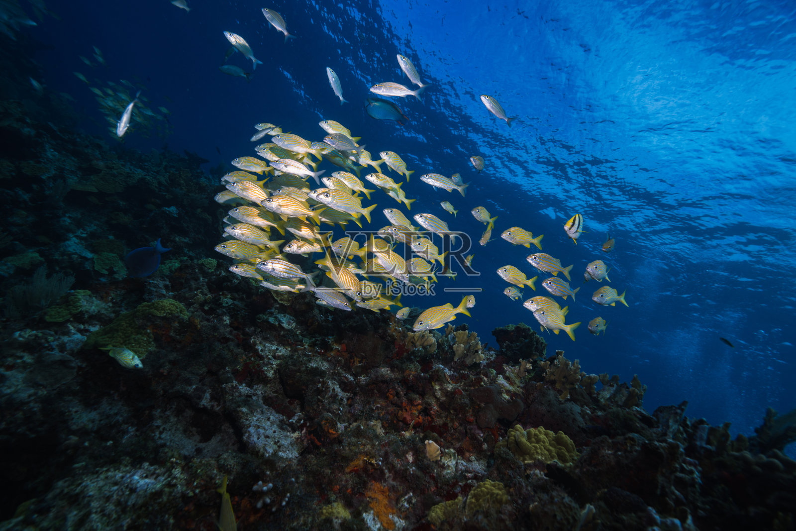 健康的珊瑚礁和鱼群。照片摄影图片