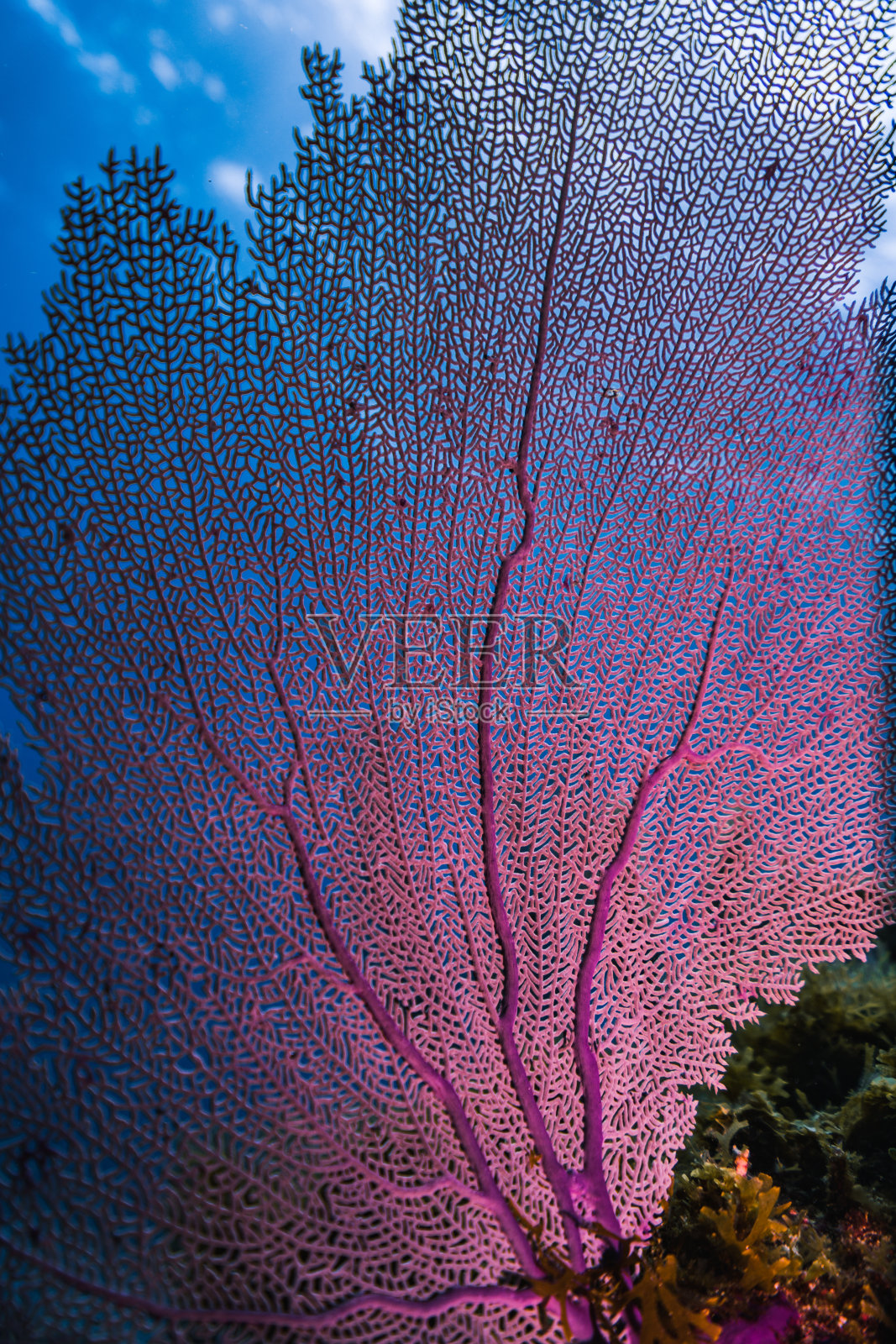 健康的珊瑚礁和鱼群。照片摄影图片