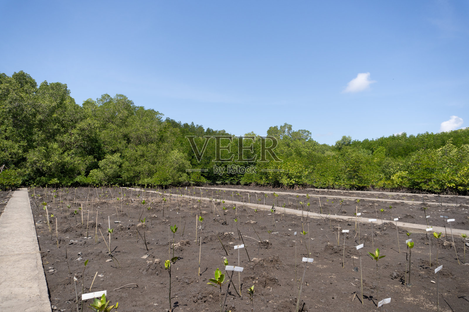 红树林的一天照片摄影图片