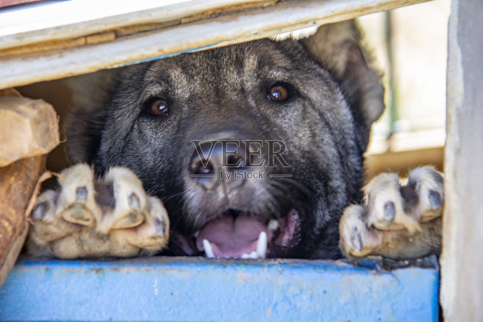 亚美尼亚甘普尔犬照片摄影图片