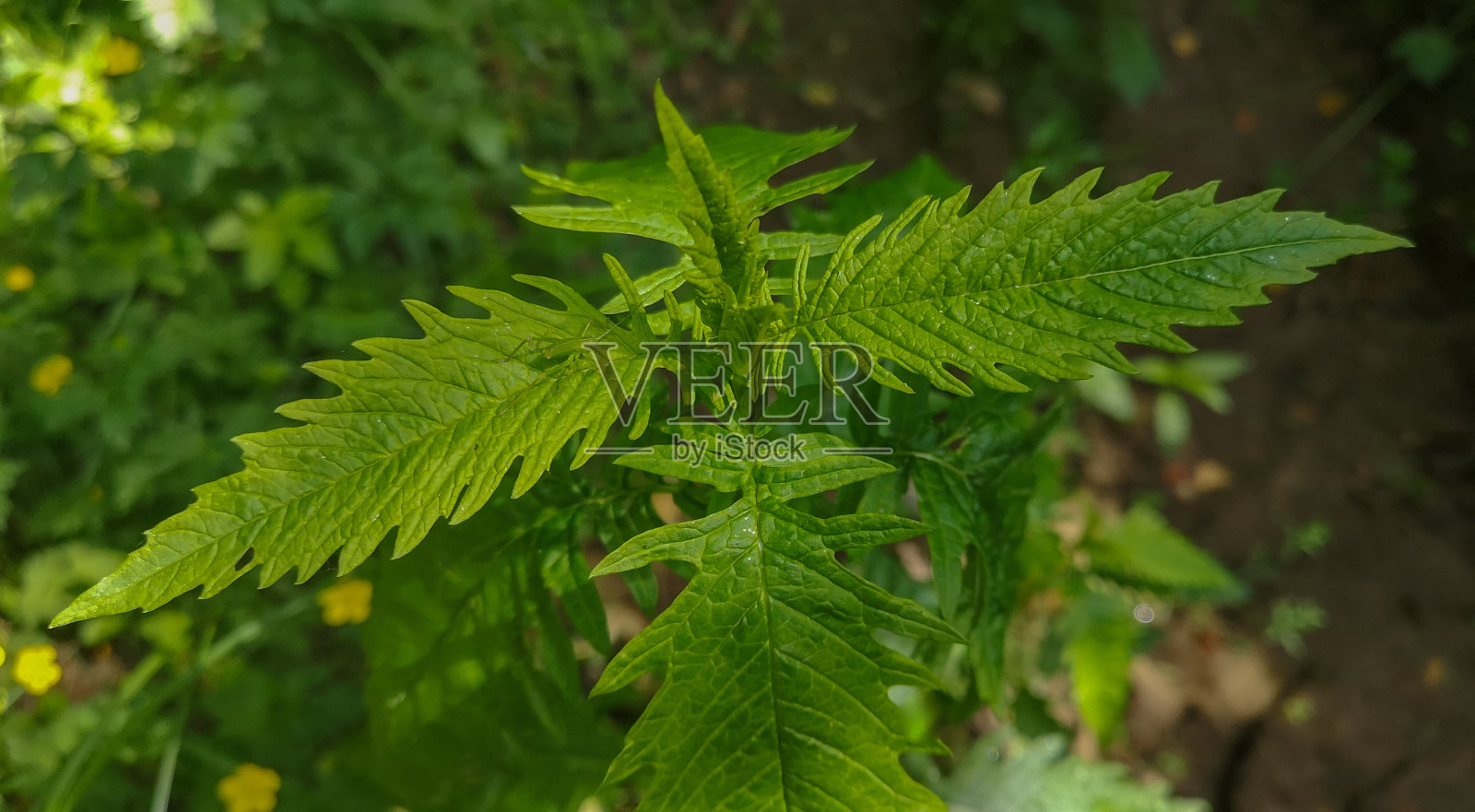 山泉林中的欧洲番茄照片摄影图片