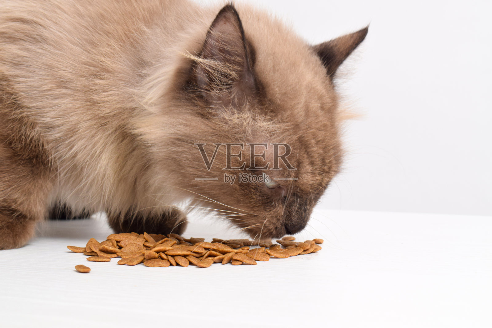 一只棕色的猫在一间白色的房间里吃着干粮照片摄影图片