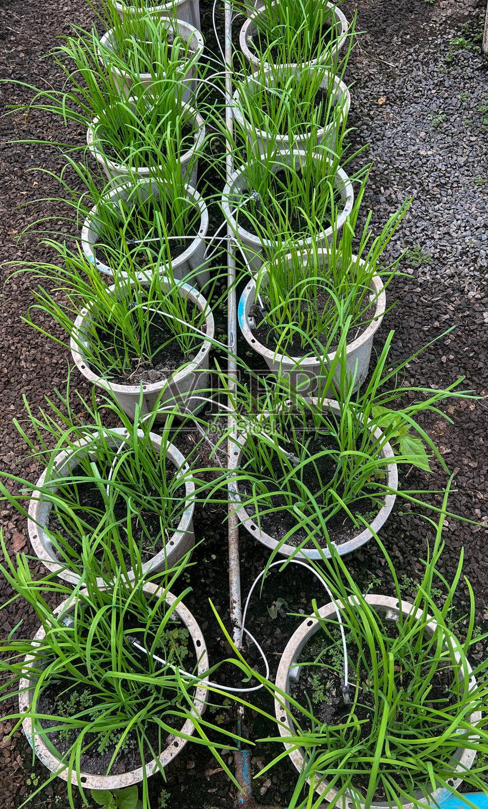 收集花盆里的绿色植物照片摄影图片