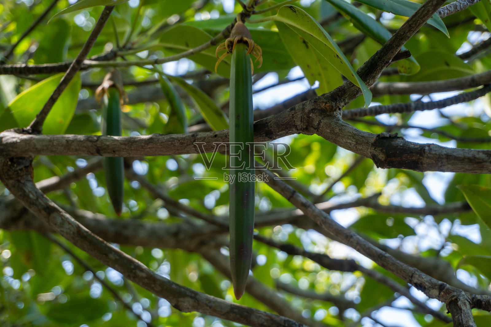 红树林的一天照片摄影图片