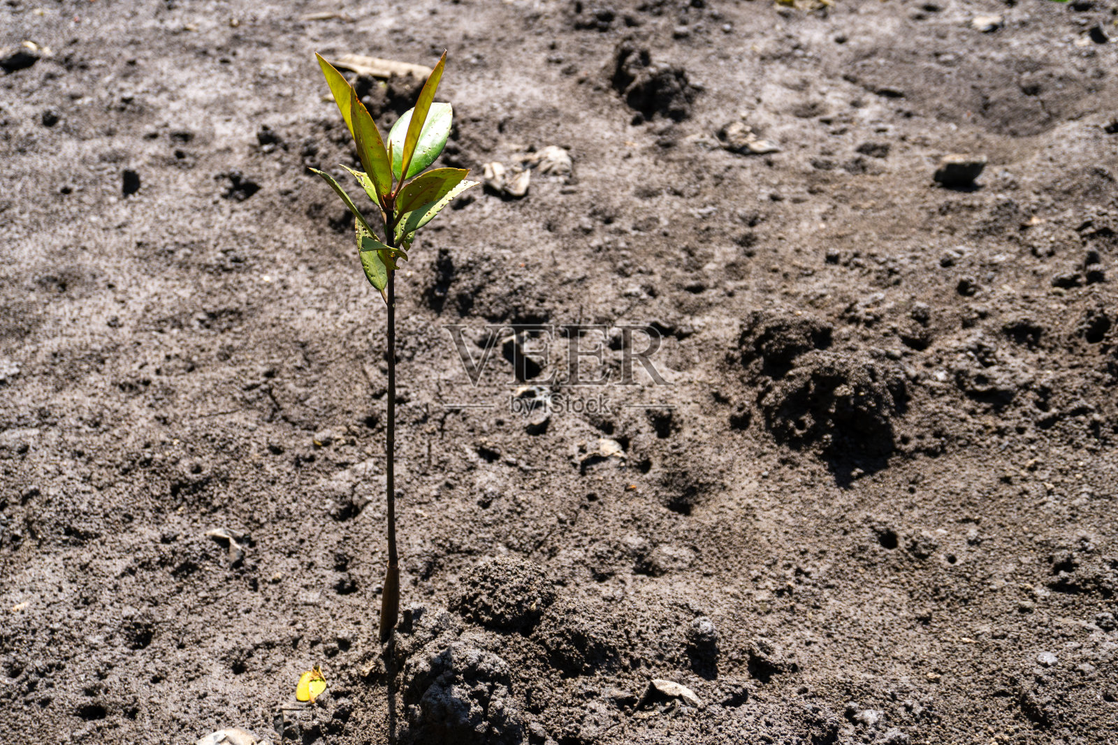红树林的一天照片摄影图片
