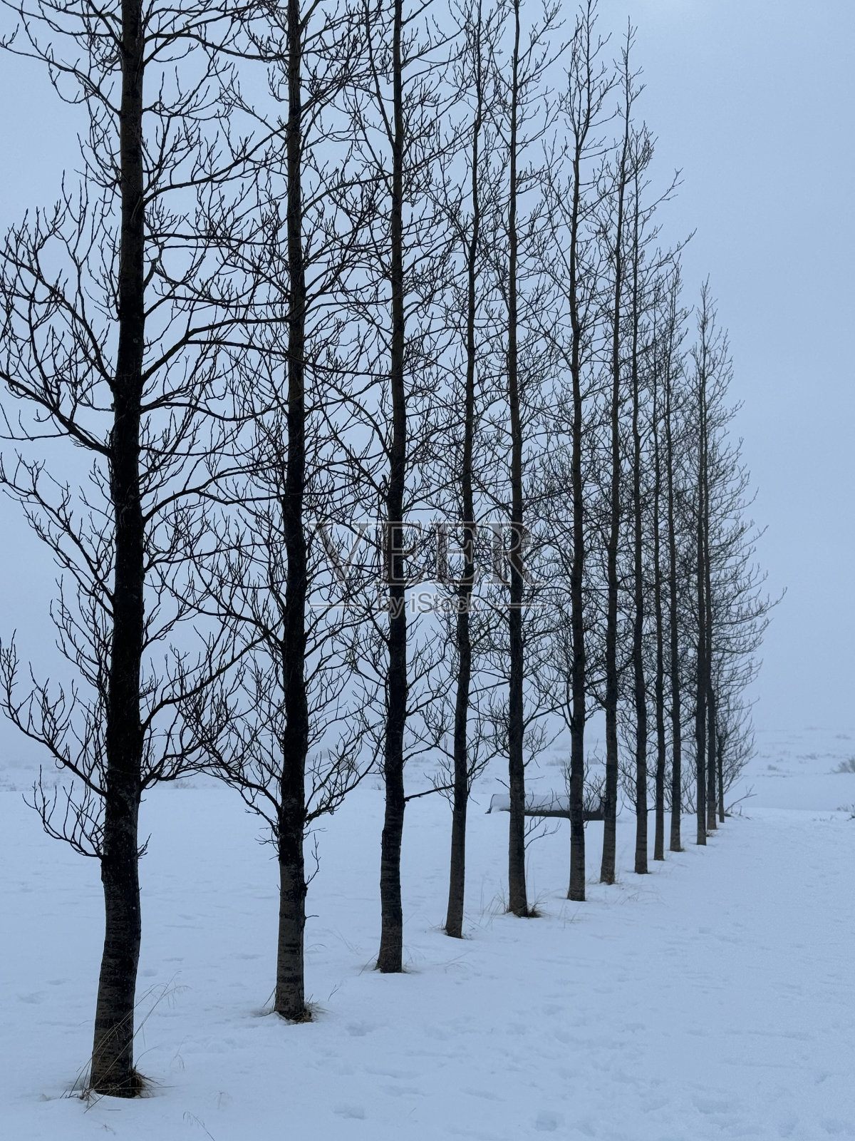 冬天的树照片摄影图片