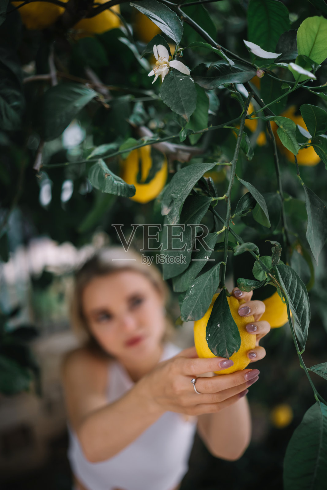 一个女人从树上摘下一个柠檬照片摄影图片