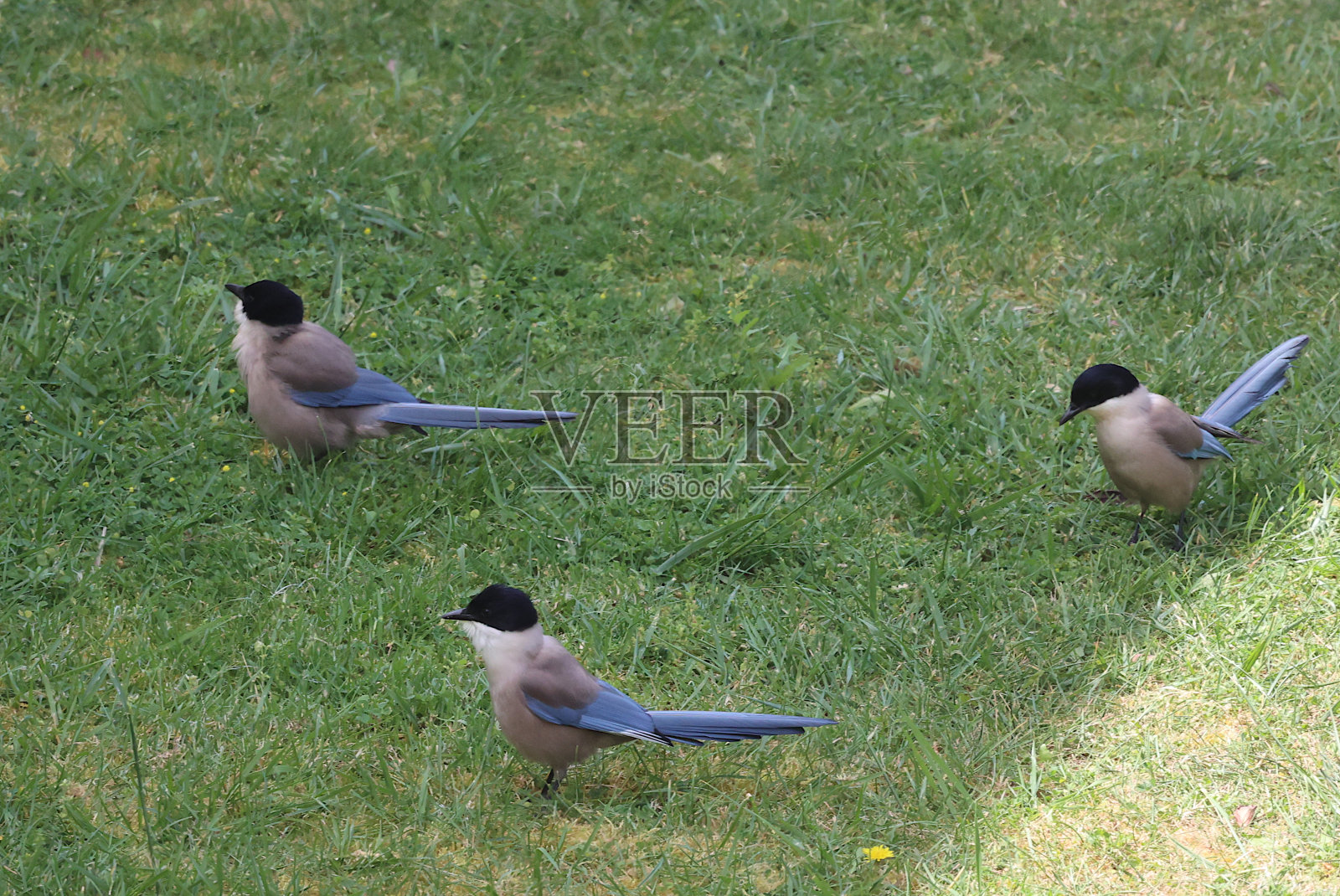 伊比利亚喜鹊鸟-拉各斯，葡萄牙照片摄影图片