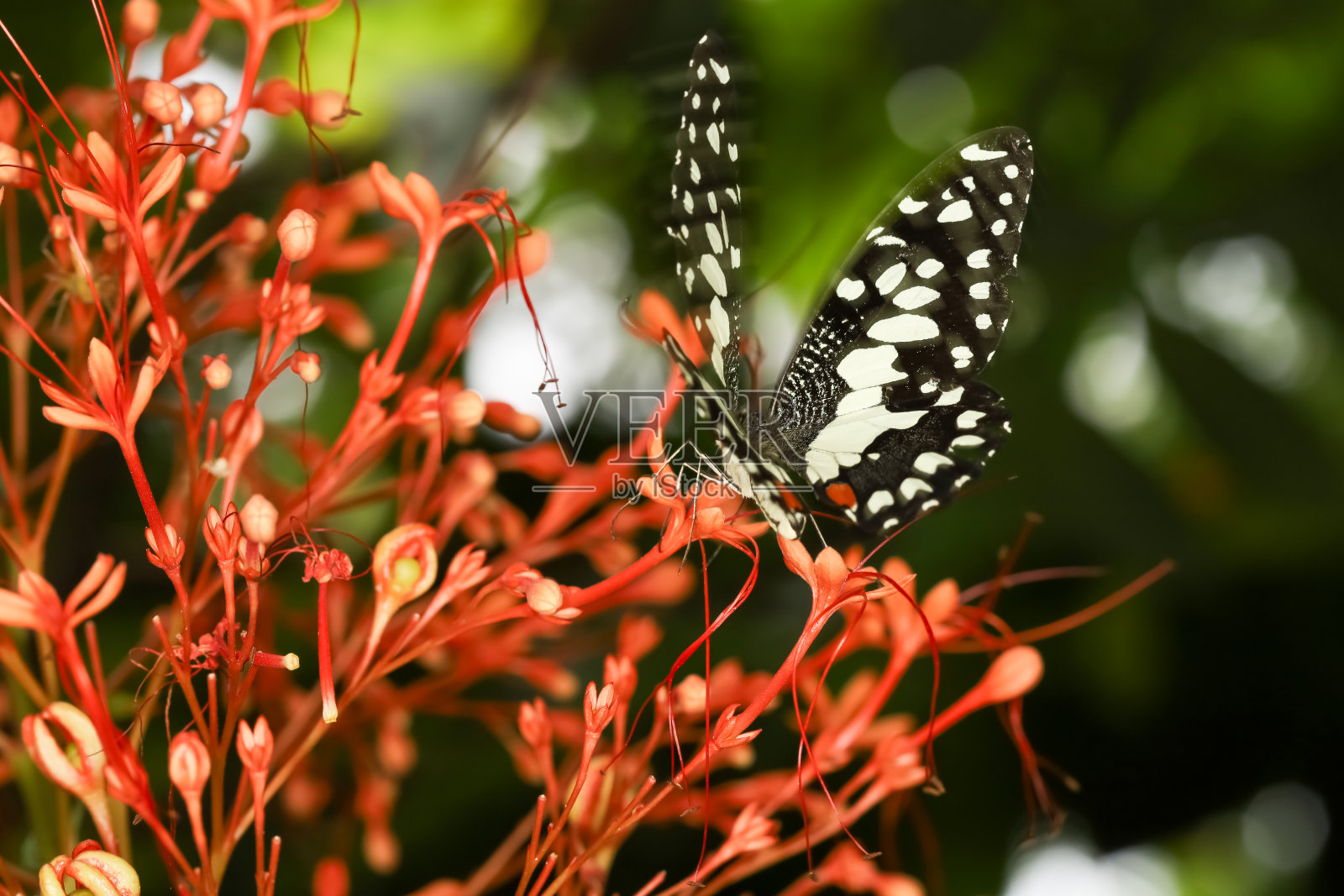 花上美丽的蝴蝶在大自然的花园里展露着美丽的翅膀照片摄影图片