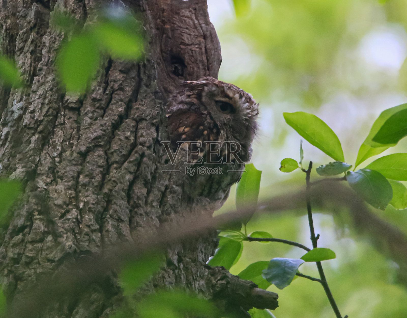站在树边的猫头鹰混在一起照片摄影图片