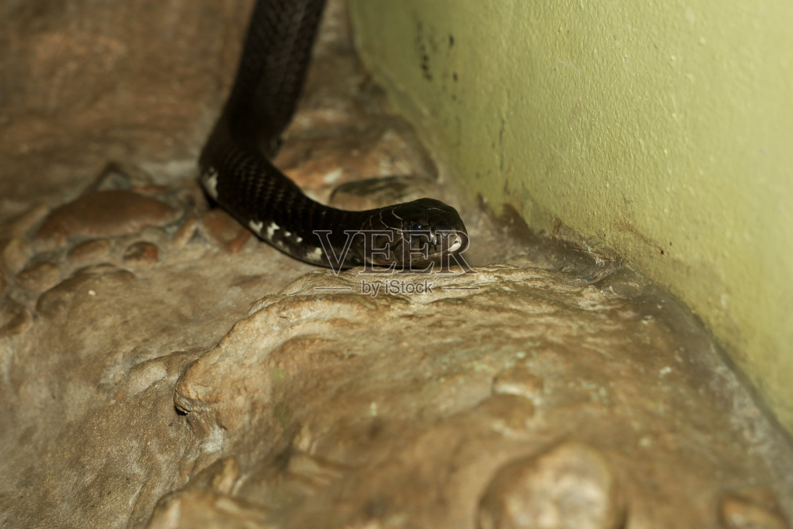 Close up Head the indochinese spitting cobra snake照片摄影图片
