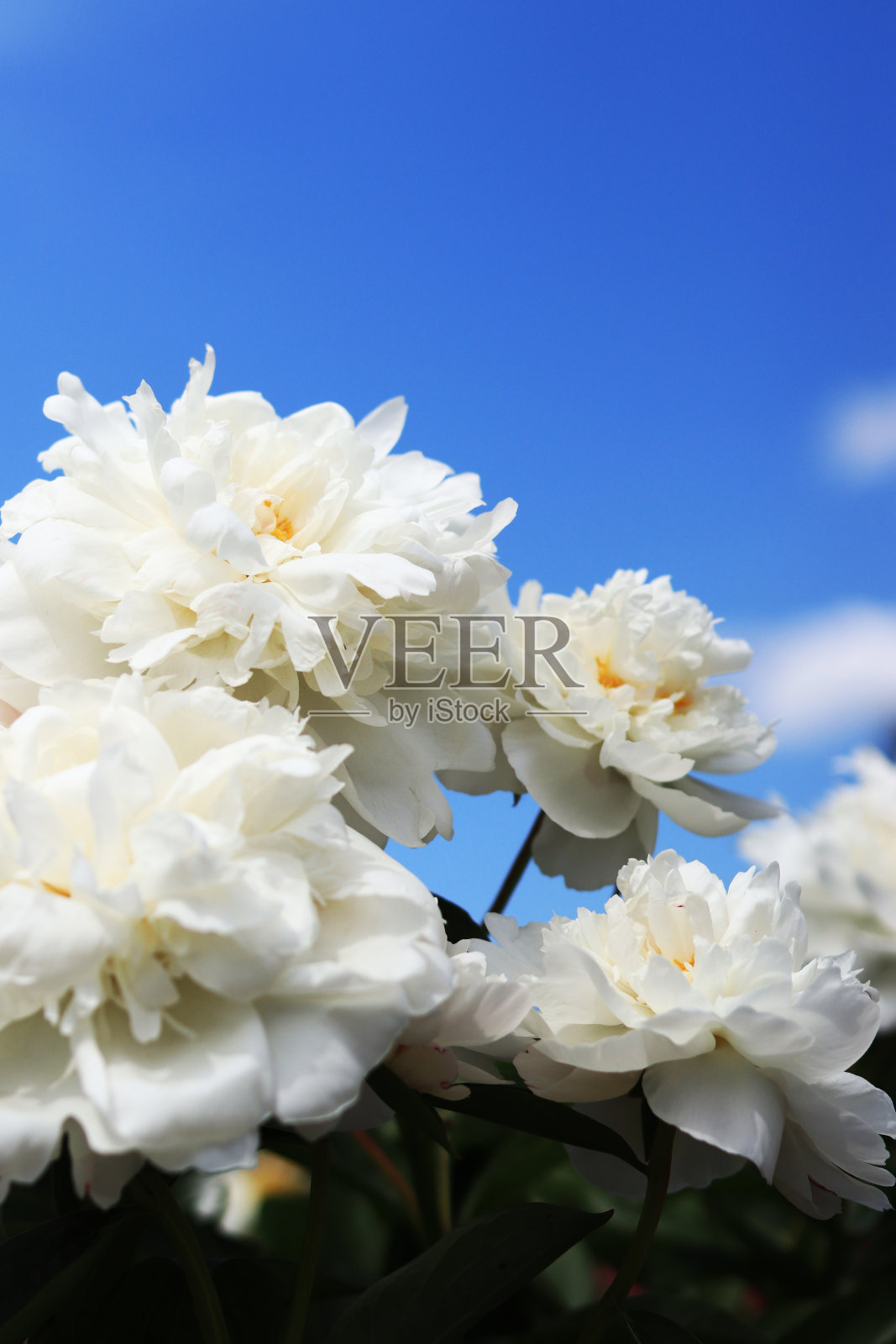 白牡丹照片摄影图片