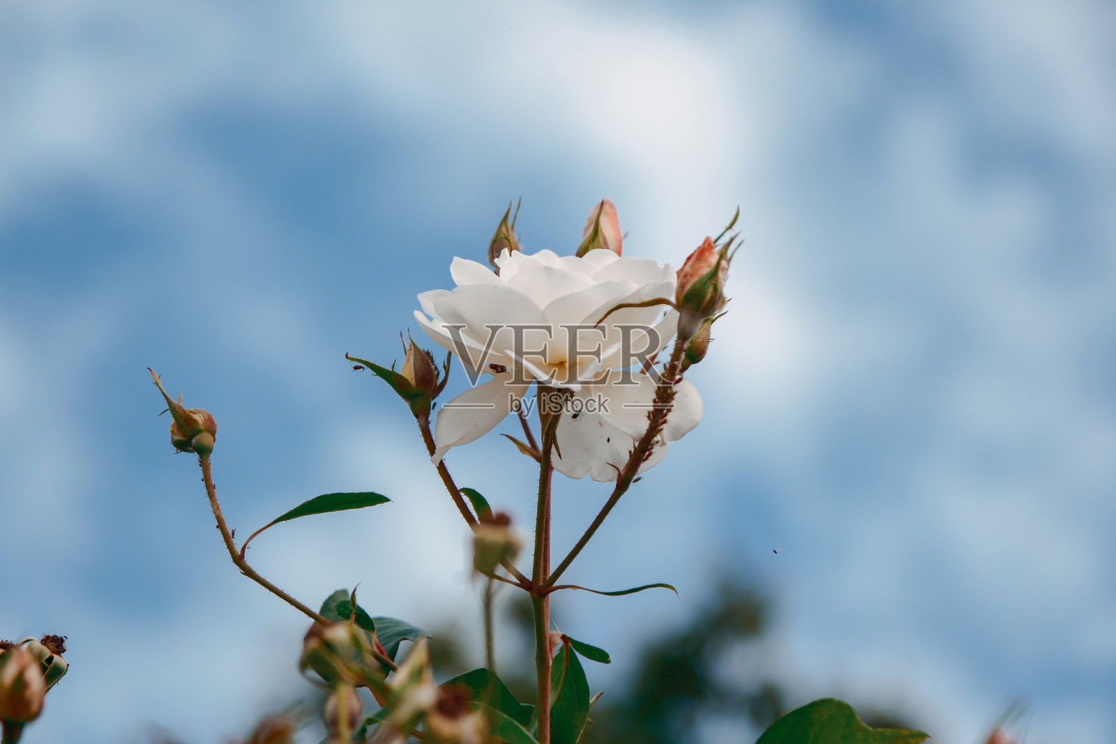 天空背景的白玫瑰照片摄影图片