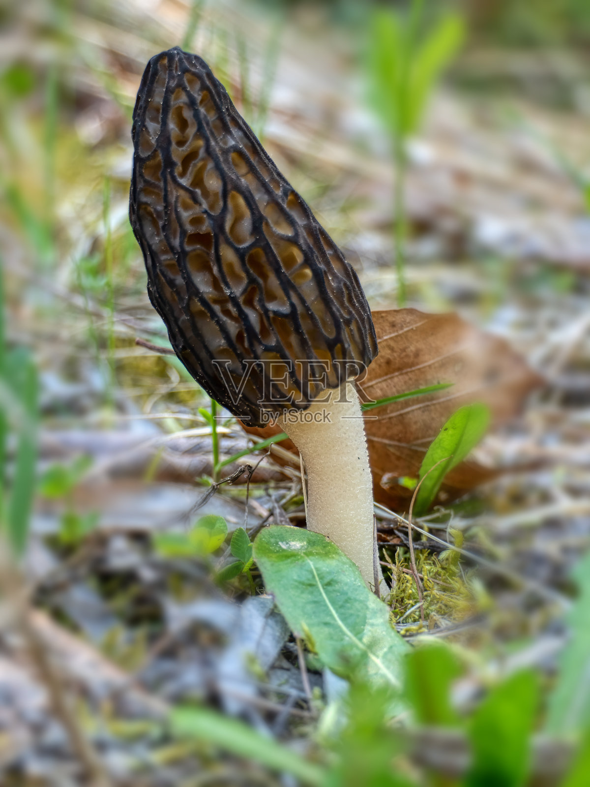 黑羊肚菌，同:M. conica照片摄影图片