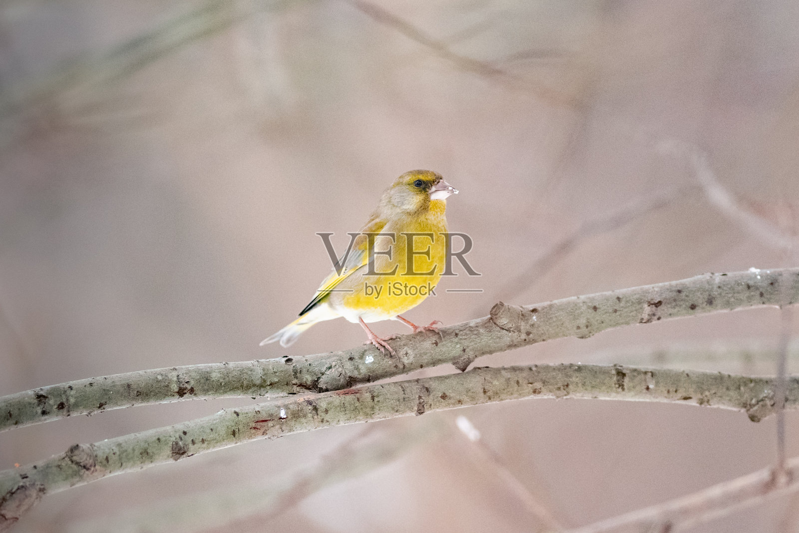 欧洲绿翅雀或简称绿翅雀(Chloris Chloris)照片摄影图片