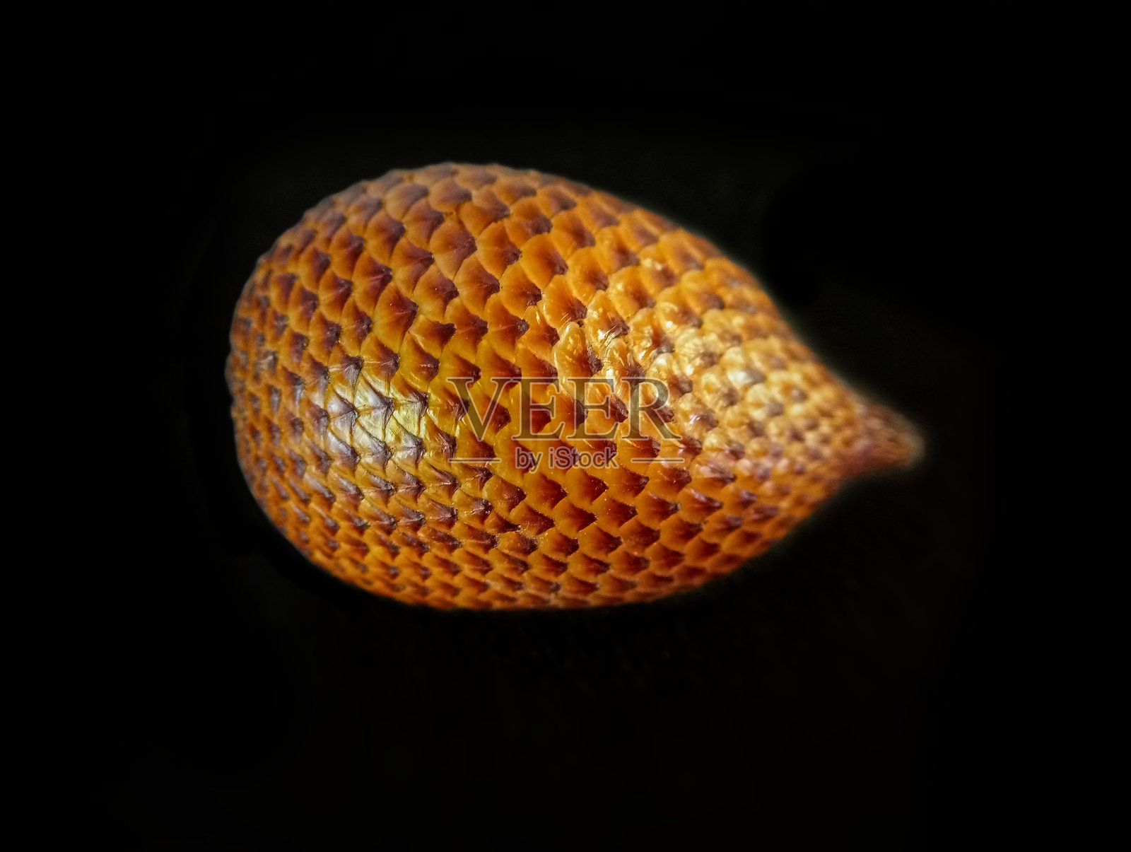 萨拉卡热带水果又称蛇果，呈孤立的黑色背景照片摄影图片