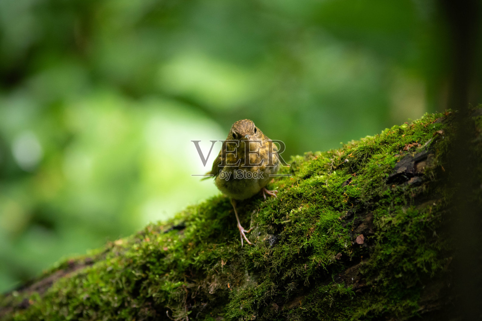 欧洲知更鸟(Erithacus rubecula)，简称为知更鸟照片摄影图片