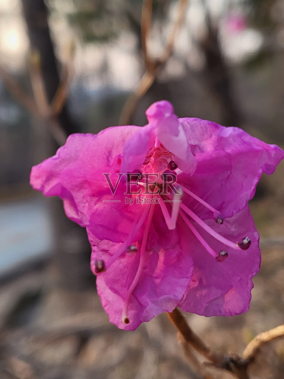 爸爸凸轮照片摄影图片
