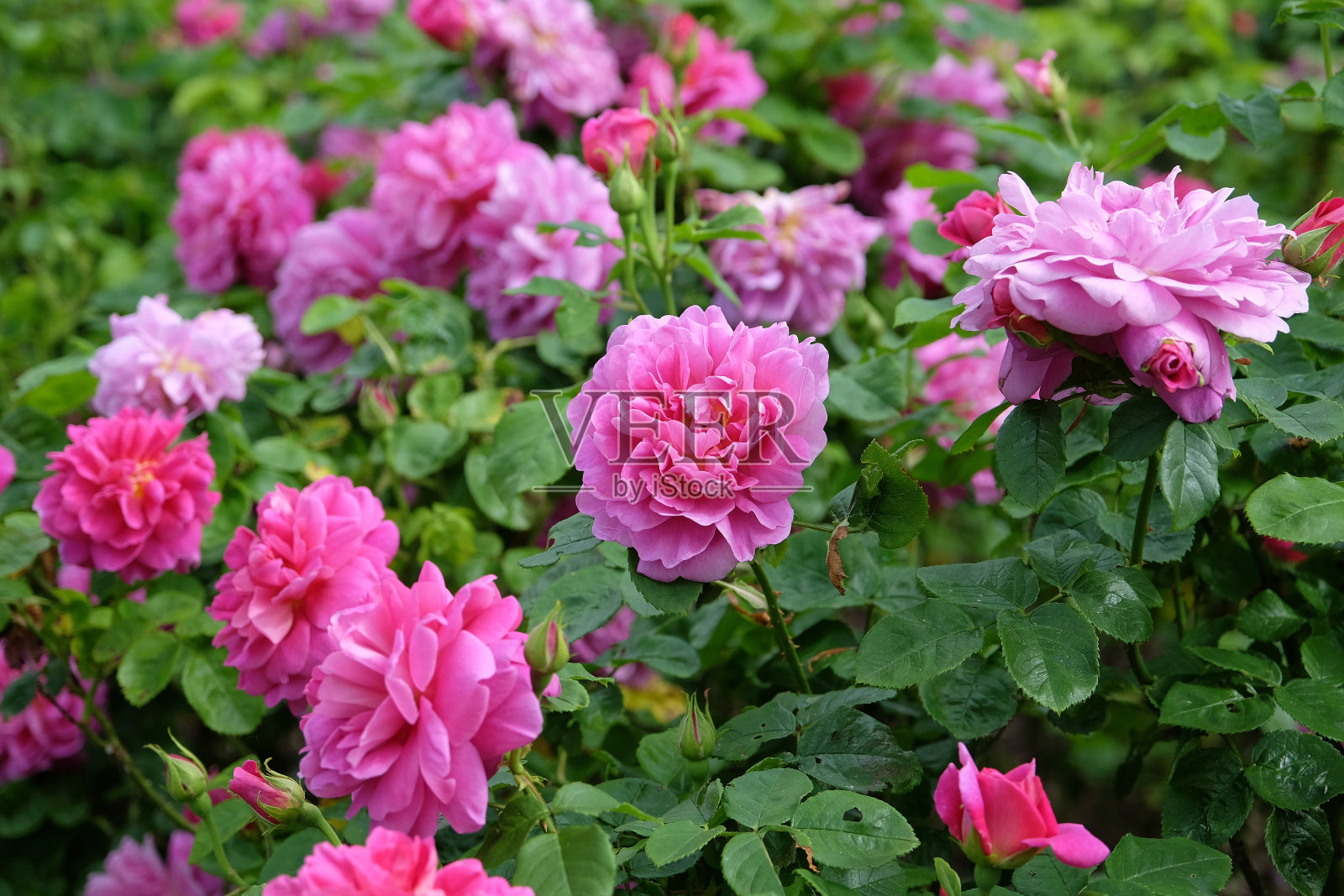 粉红色灌木玫瑰罗莎安妮公主在花。照片摄影图片