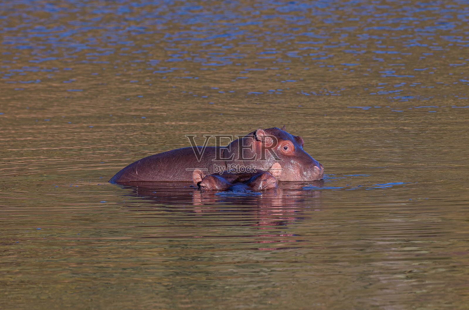 一只小河马躺在它的妈妈身上照片摄影图片