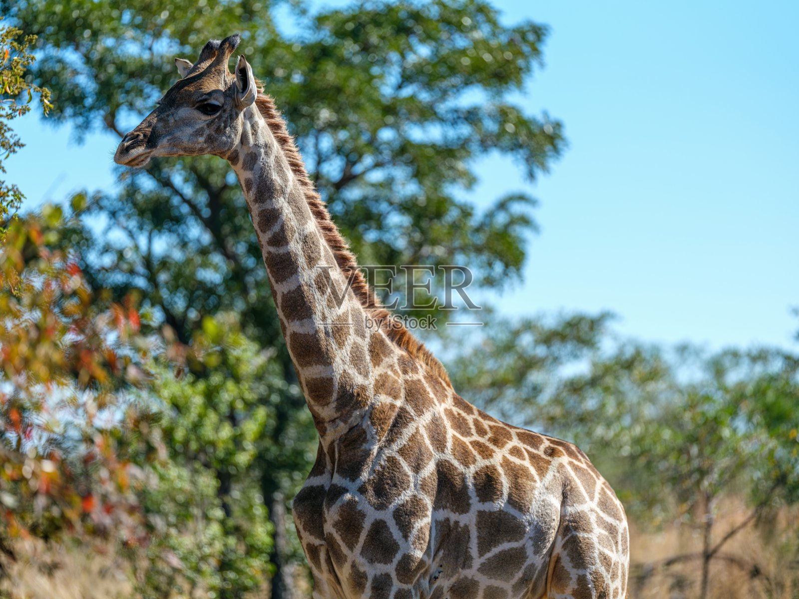 长颈鹿站在田野里，背景是树照片摄影图片