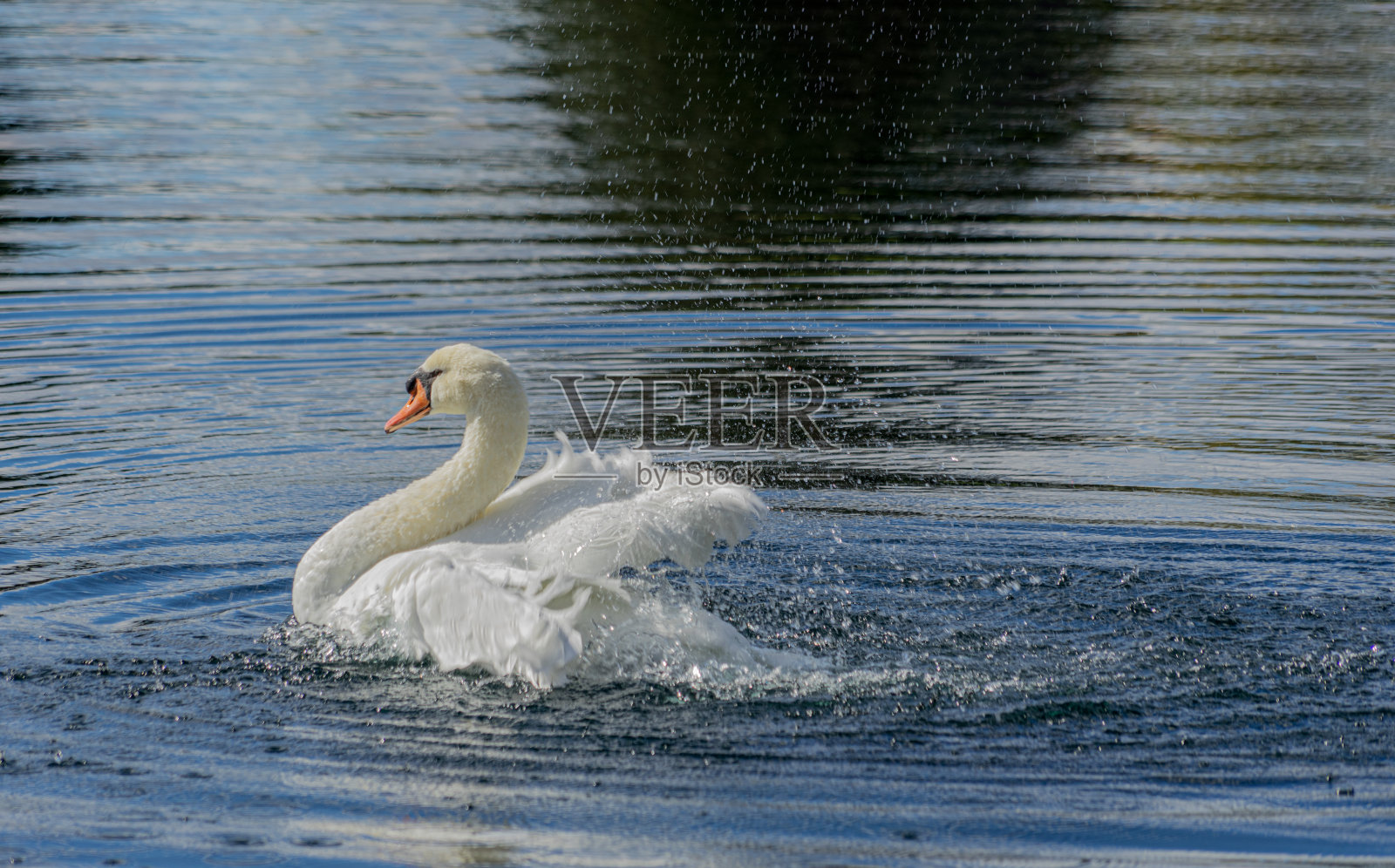 天鹅的研究照片摄影图片