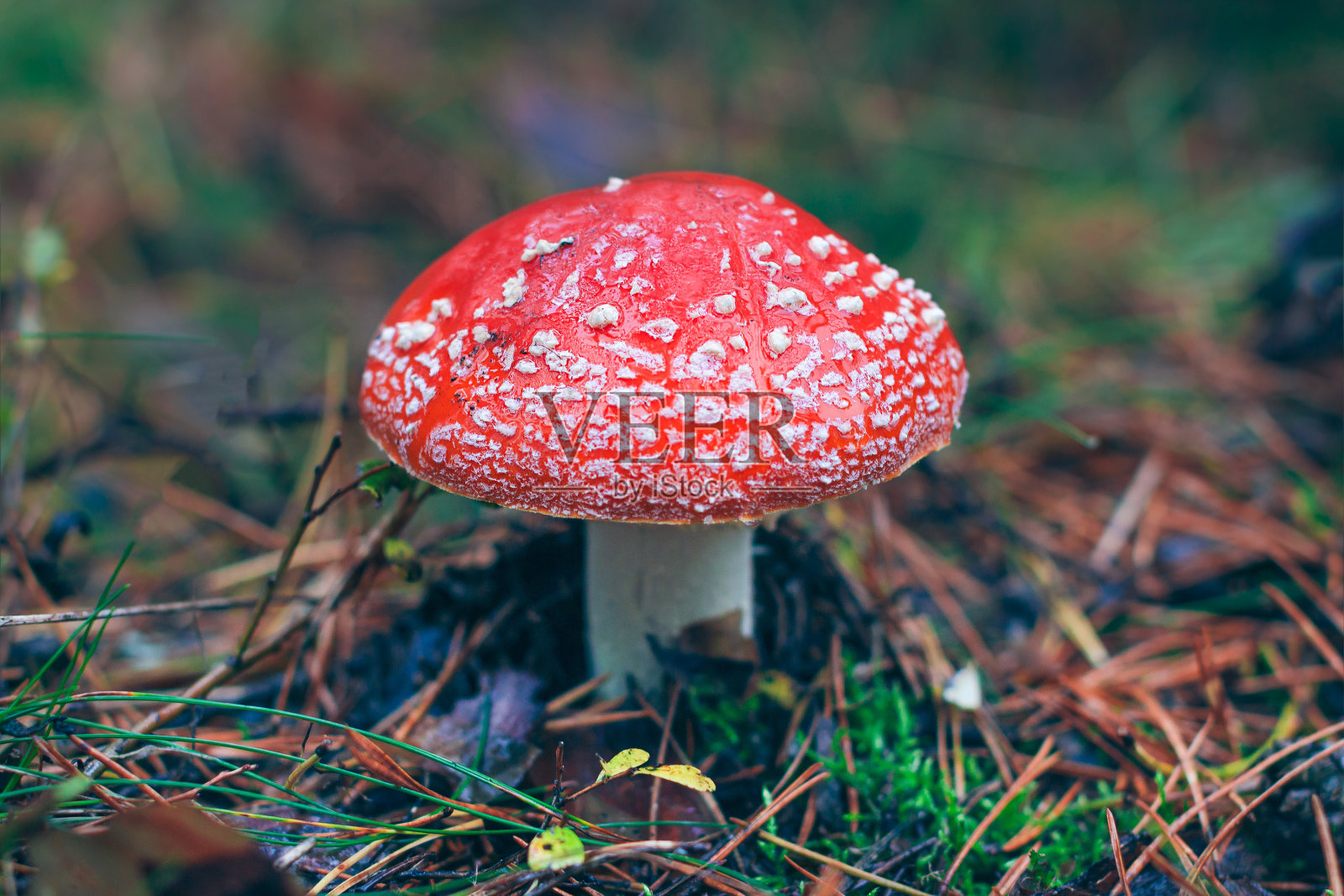 成熟的黑伞菌，被称为飞木耳或飞黑伞照片摄影图片