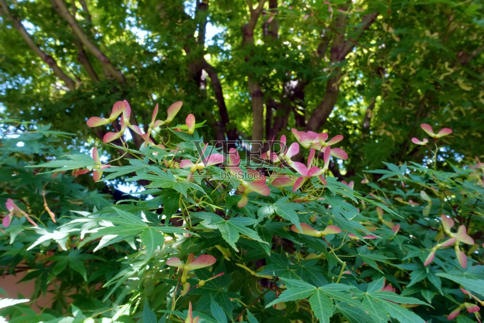 美丽的枫木螺旋桨照片摄影图片