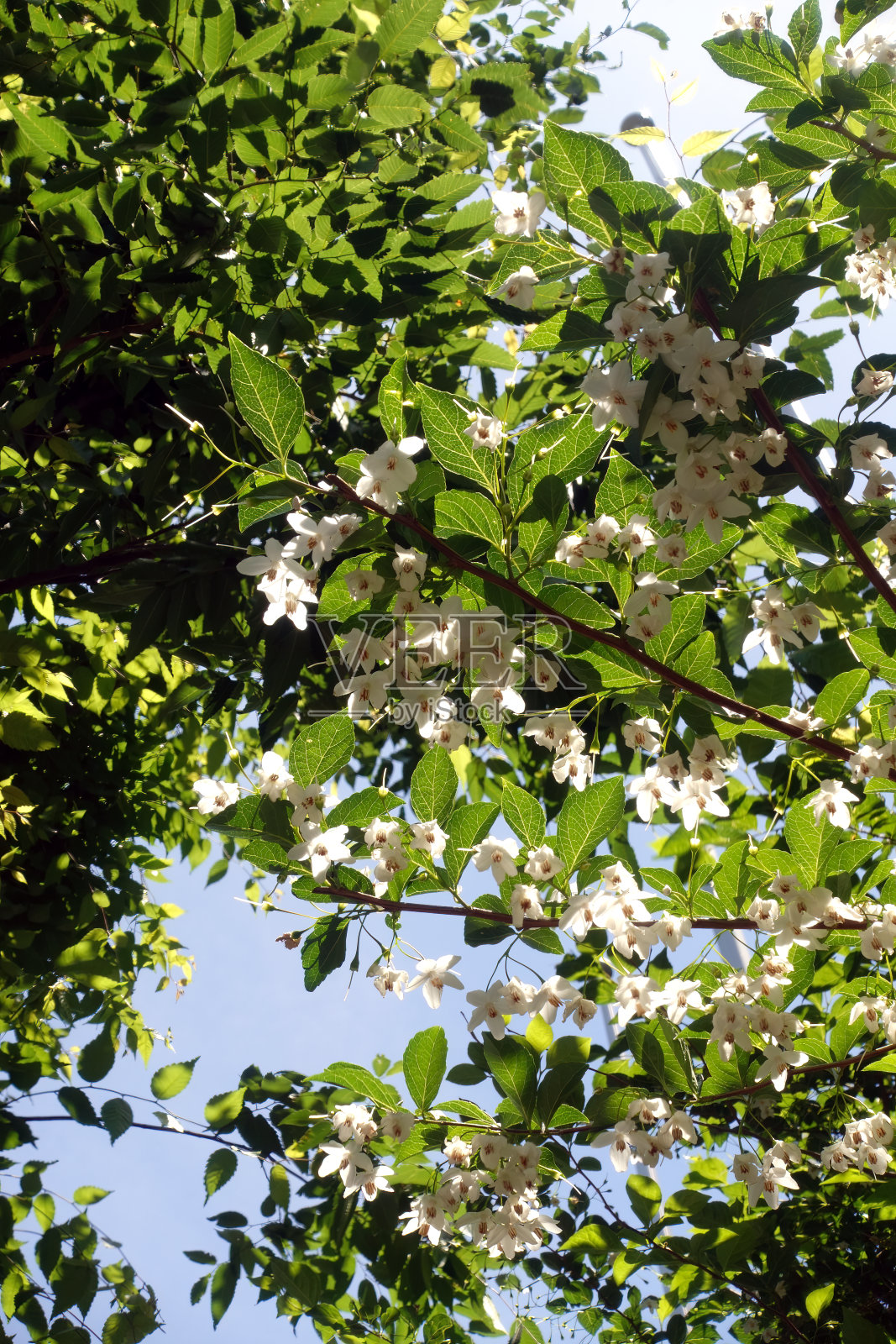 花朵和树叶在背光下闪闪发光照片摄影图片