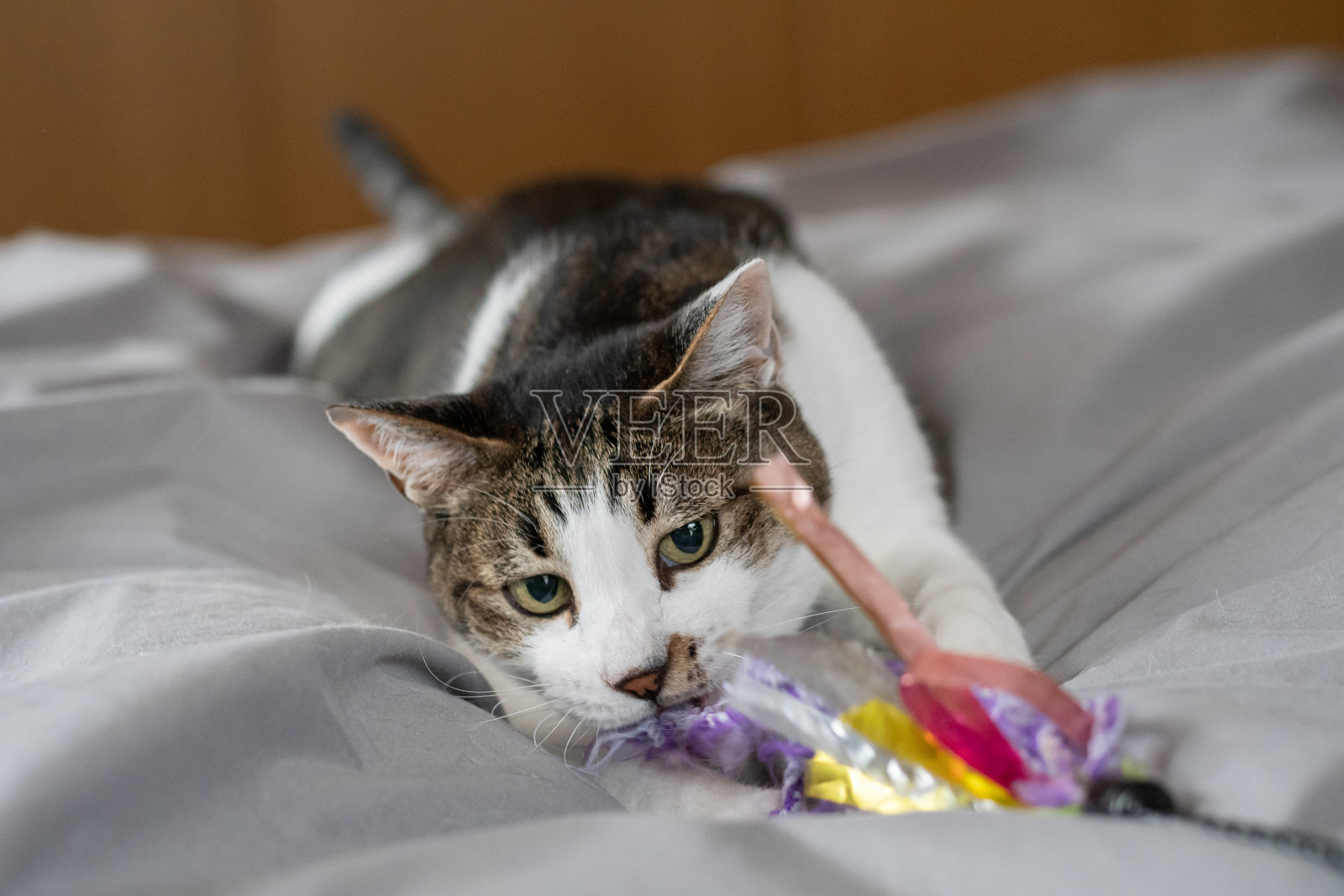 可爱的猫在玩玩具照片摄影图片