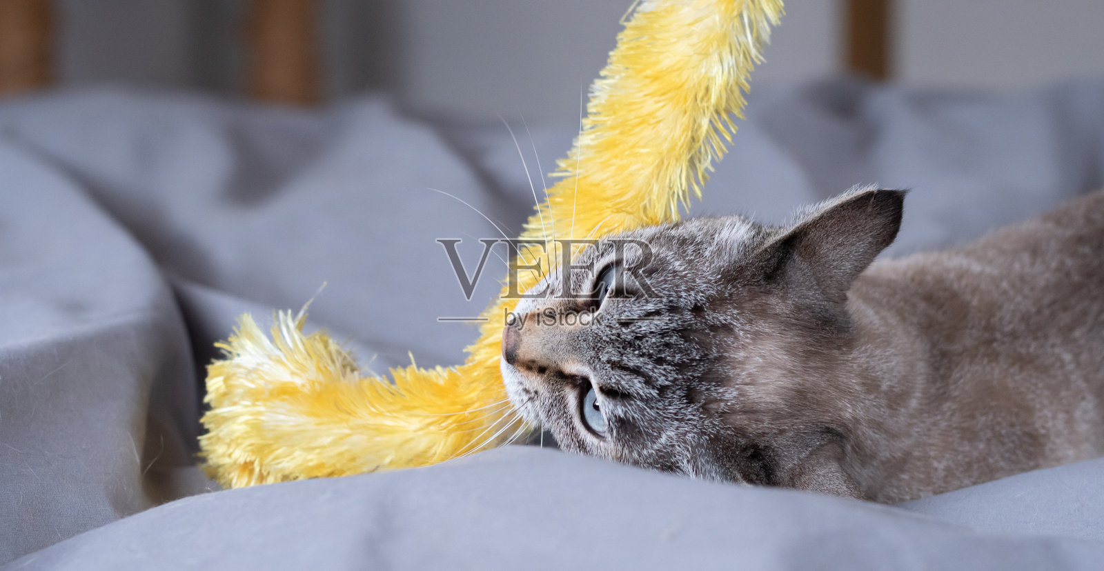 可爱的猫在玩玩具照片摄影图片